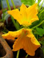 balconyflowers170613-02.jpg