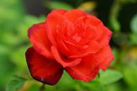 balconyflowers170613-05.jpg