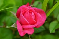 balconyflowers170613-06.jpg