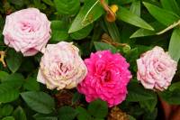 balconyflowers170613-08.jpg