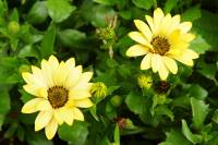 balconyflowers170613-09.jpg