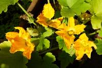 balconyflowers170614-01.jpg