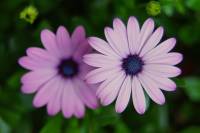 balconyflowers170614-02.jpg