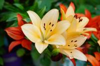 balconyflowers170614-03.jpg