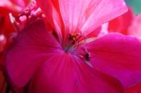 balconyflowers170615-01.jpg