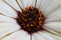 balconyflowers170615-02.jpg