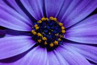 balconyflowers170615-03.jpg