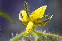 balconyflowers170615-04.jpg