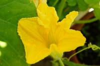 balconyflowers170615-05.jpg