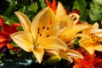 balconyflowers170615-07.jpg
