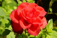 balconyflowers170615-08.jpg