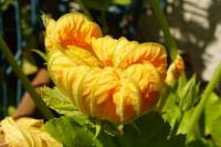 balconyflowers170615-09.jpg