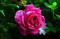 balconyflowers170615-10.jpg