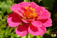 balconyflowers170703-01.jpg