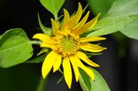 balconyflowers170704-01.jpg