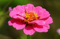 balconyflowers170704-02.jpg