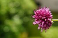 balconyflowers170704-03.jpg