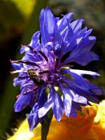 balconyflowers170704-04.jpg