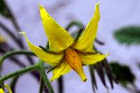 balconyflowers170704-05.jpg