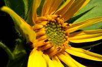 balconyflowers170704-06.jpg