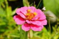 balconyflowers170706-01.jpg