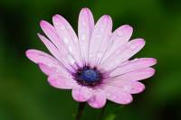balconyflowers170817-02.jpg