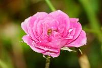 balconyflowers170817-03.jpg
