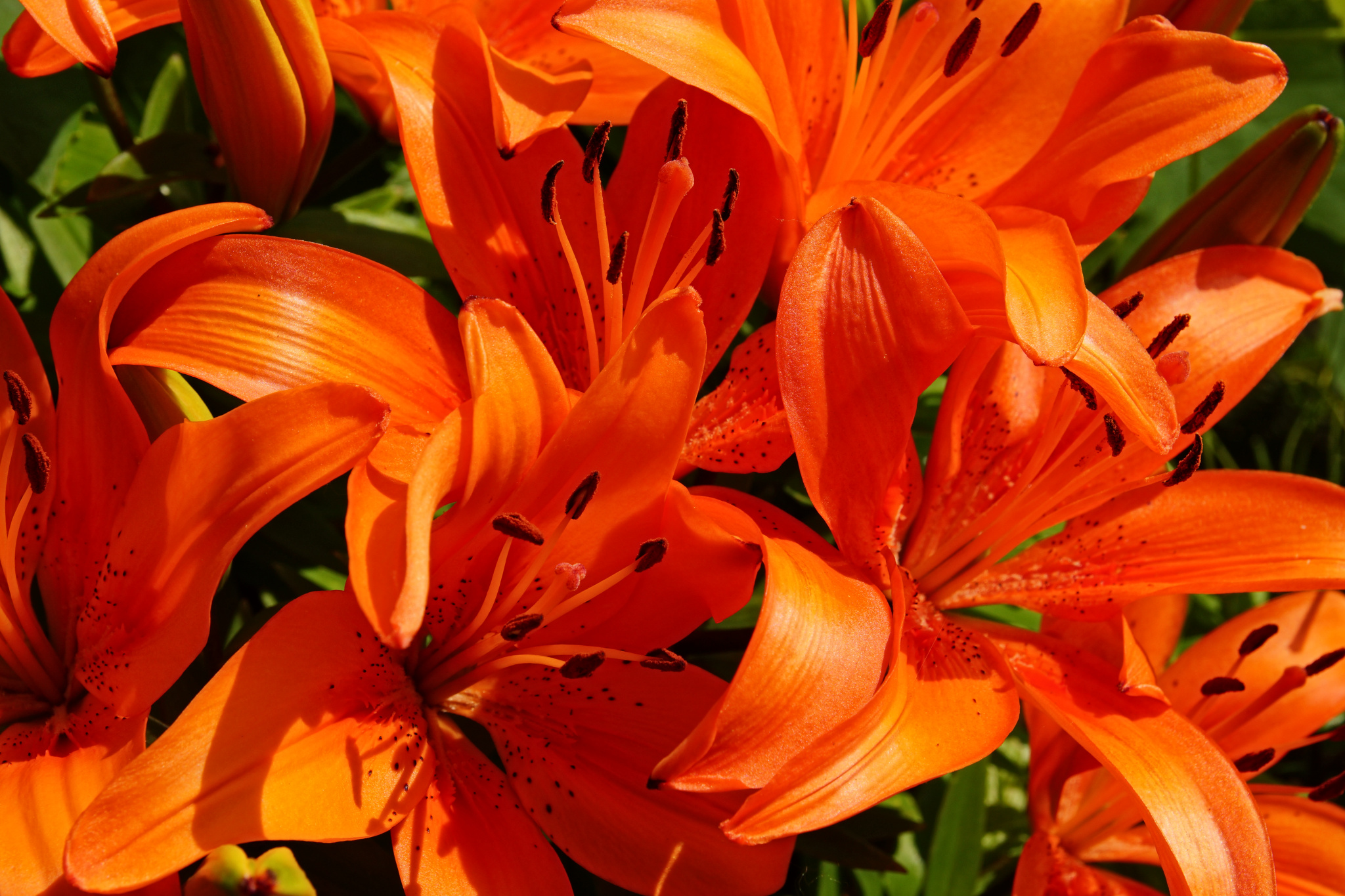 balconyflowers170601-14.jpg