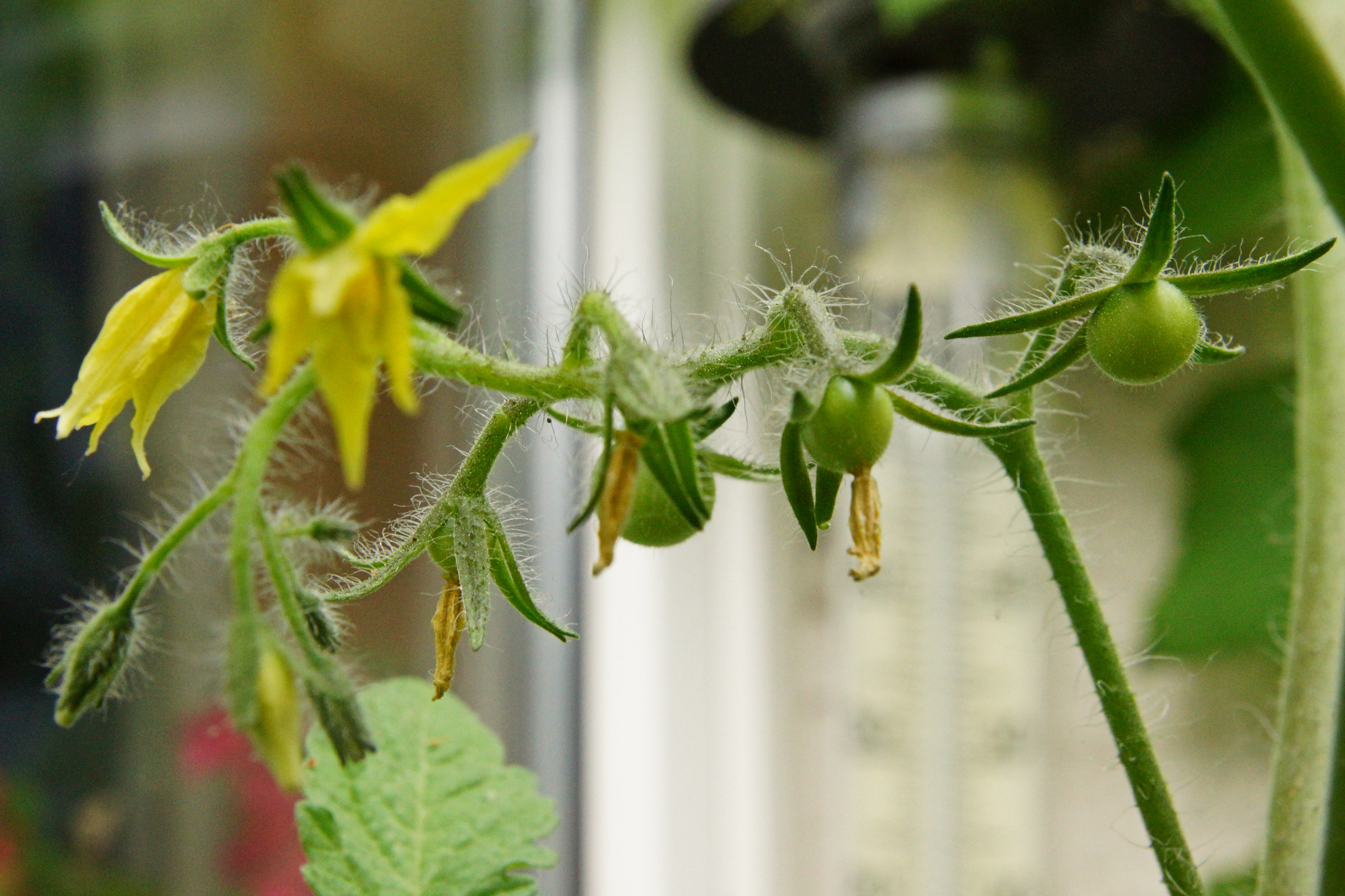balconyflowers170613-07.jpg