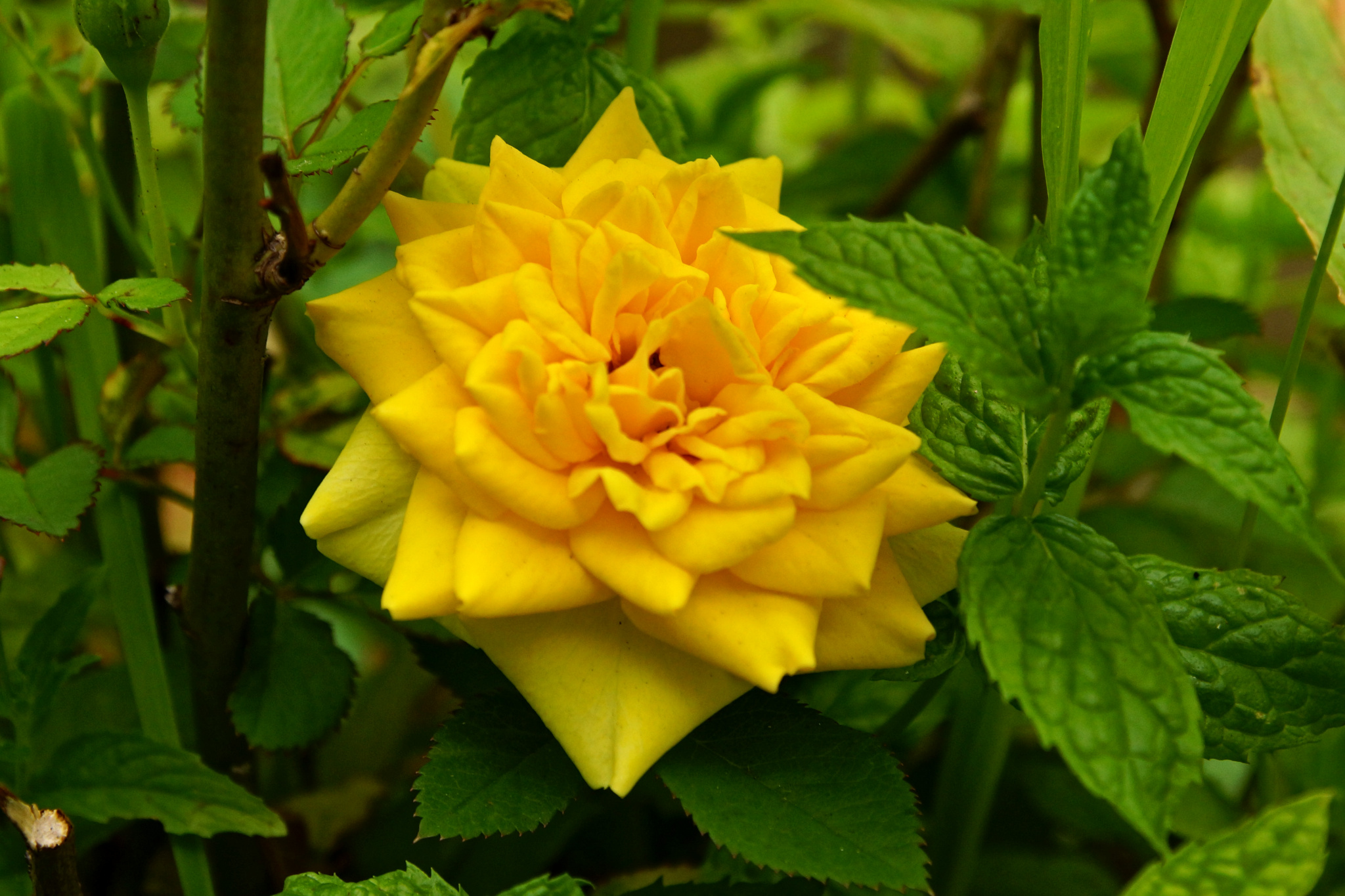 balconyflowers170624-05.jpg