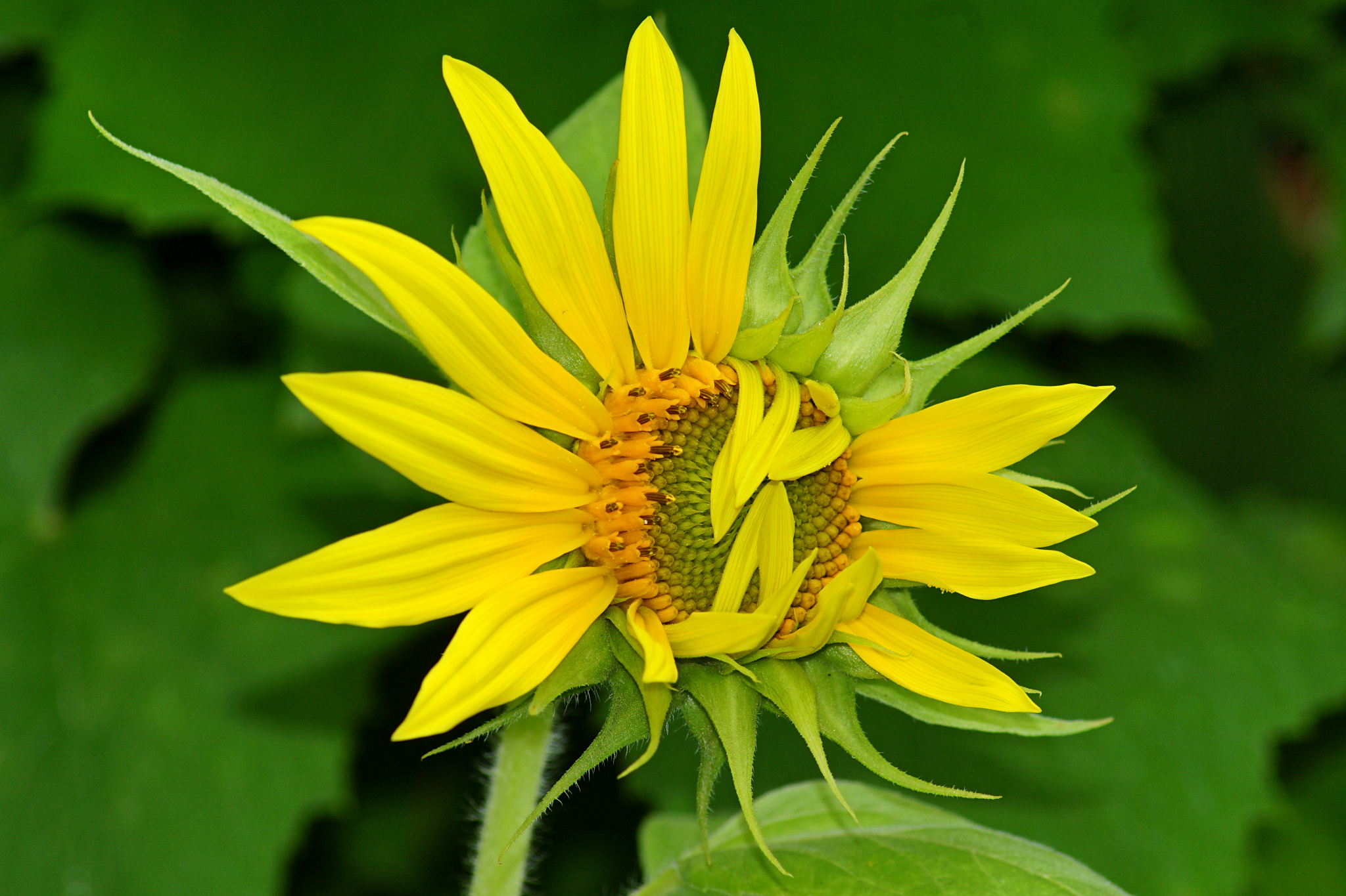 balconyflowers170716-04.jpg