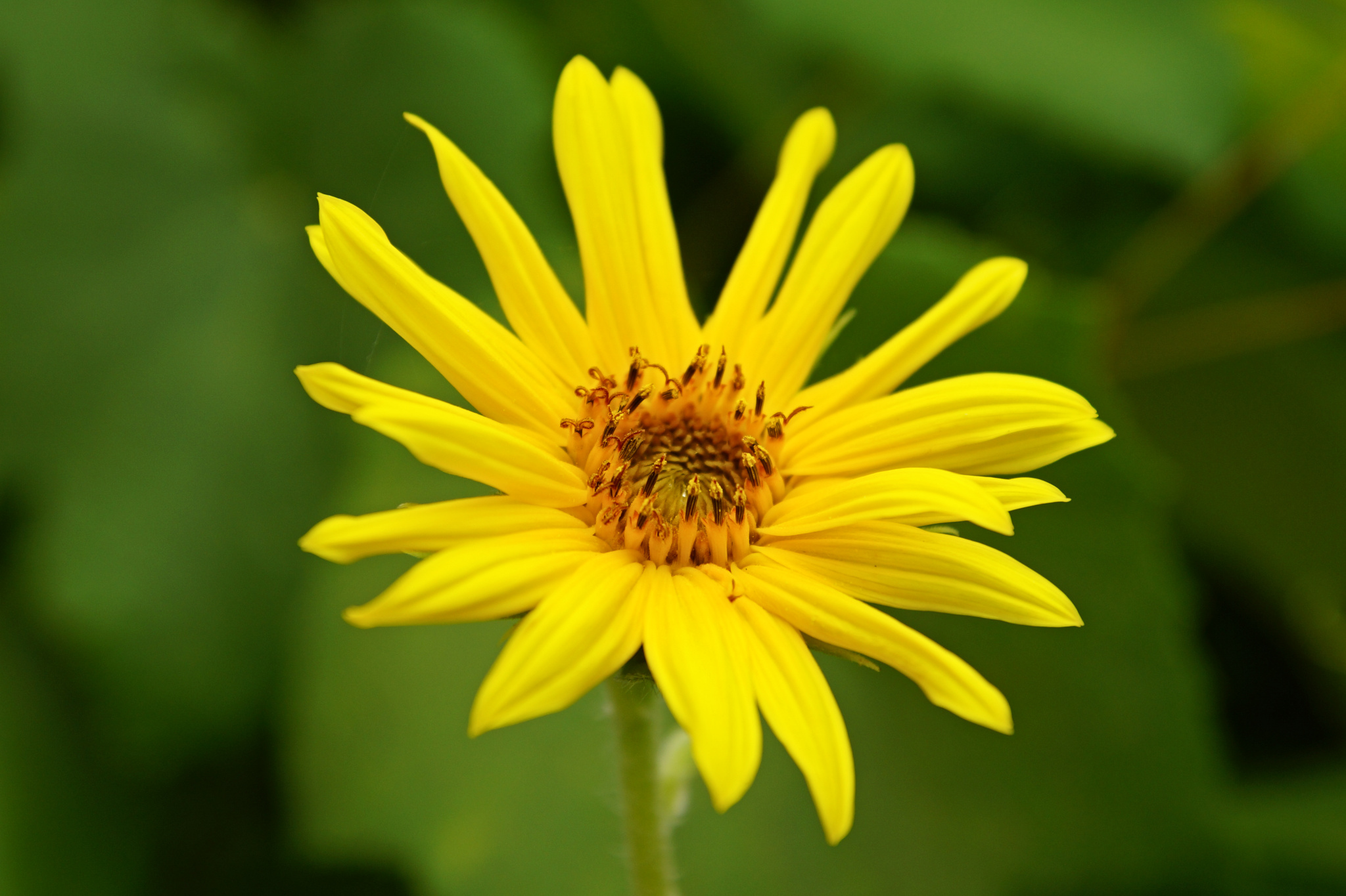balconyflowers170727-08.jpg
