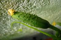 balconyveggies140626-01.jpg