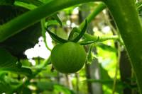 balconyveggies140627-01.jpg