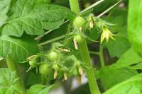 balconyveggies140628-01.jpg