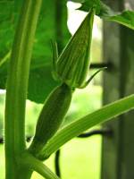 balconyveggies140628-02.jpg
