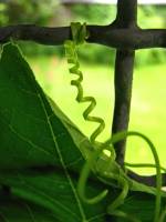 balconyveggies140628-04.jpg