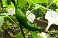 balconyveggies140629-01.jpg