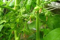 balconyveggies140629-02.jpg