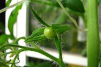 balconyveggies140629-03.jpg