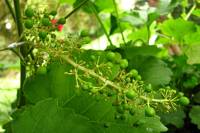 balconyveggies140629-04.jpg