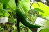 balconyveggies140630-01.jpg