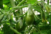 balconyveggies140701-02.jpg
