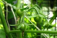 balconyveggies140702-01.jpg