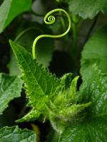 balconyveggies140702-03.jpg