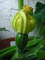 balconyveggies140702-05.jpg