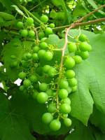 balconyveggies140710-01.jpg
