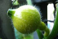 balconyveggies140710-03.jpg