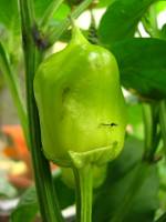 balconyveggies140711-05.jpg