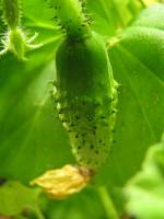 balconyveggies140713-01.jpg